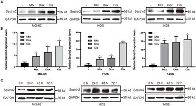 Sestrin2-Mediated Autophagy Contributes to Drug Resistance via Endoplasmic Reticulum Stress in Human Osteosarcoma